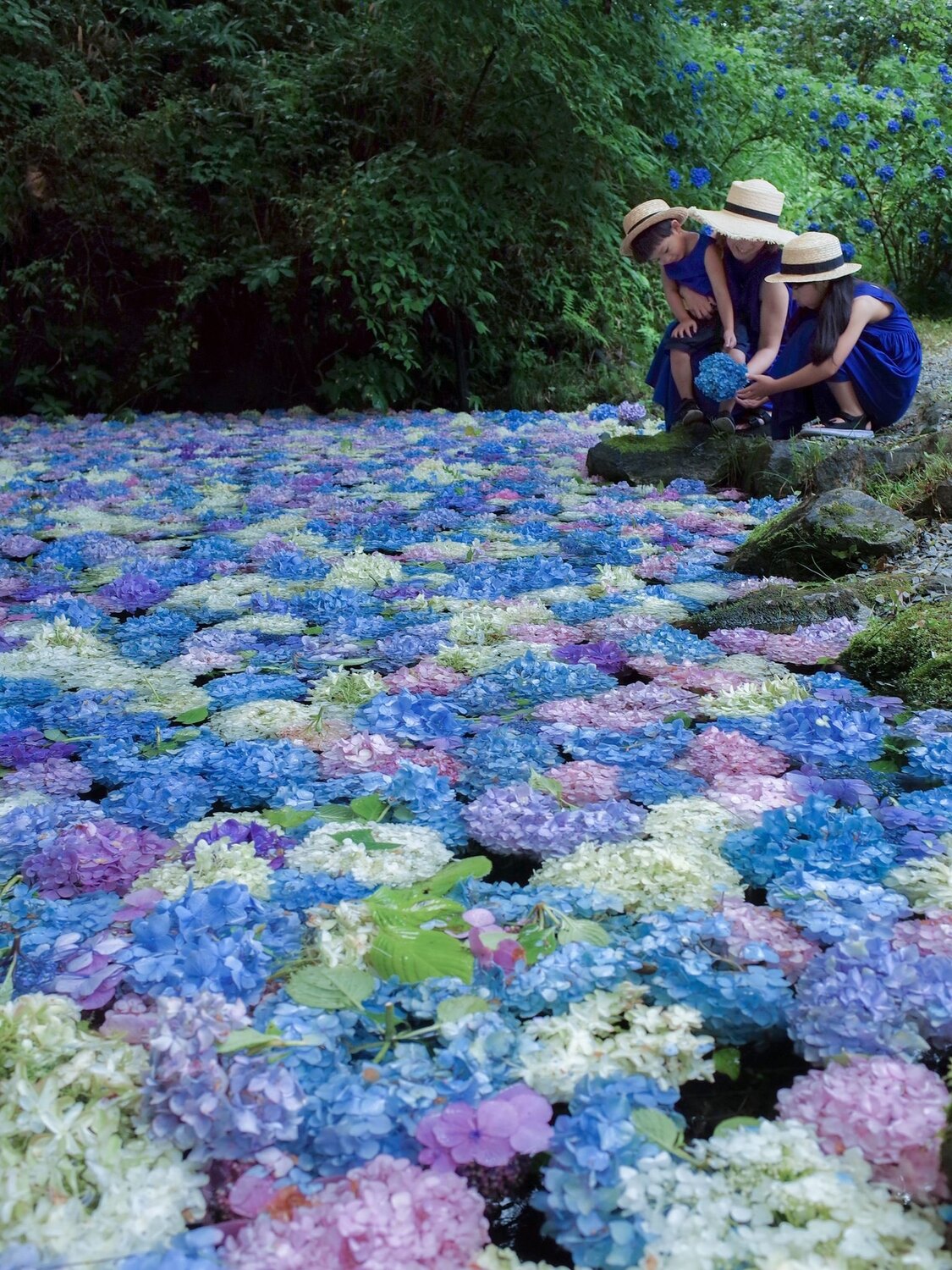 みちのくあじさい園のおすすめ写真 動画 紫陽花が見頃となる期間の約1ヶ月の間しか開園しない みちのくあじさ By Amerinco Stayway 写真 動画 評判
