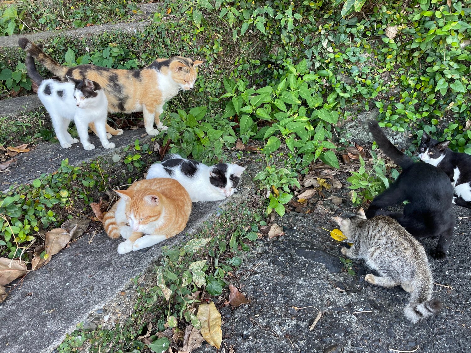 湯島（談合島）