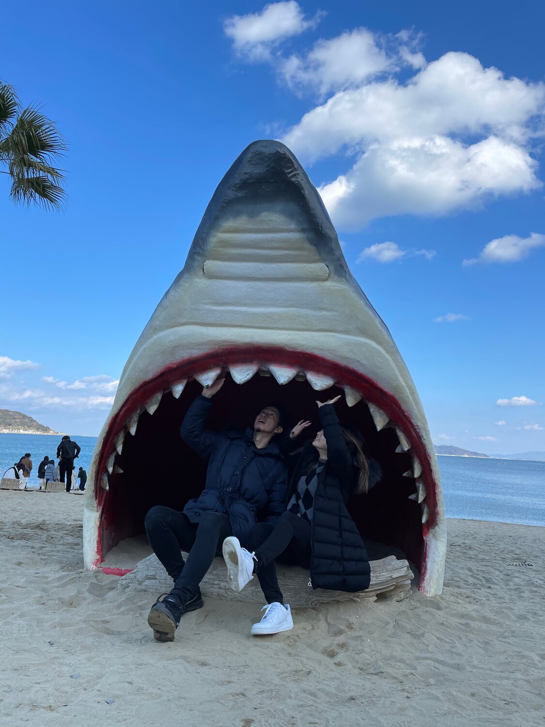 奇跡の流木 鮫モデル　流木 奇跡の流木 鮫モデル流木