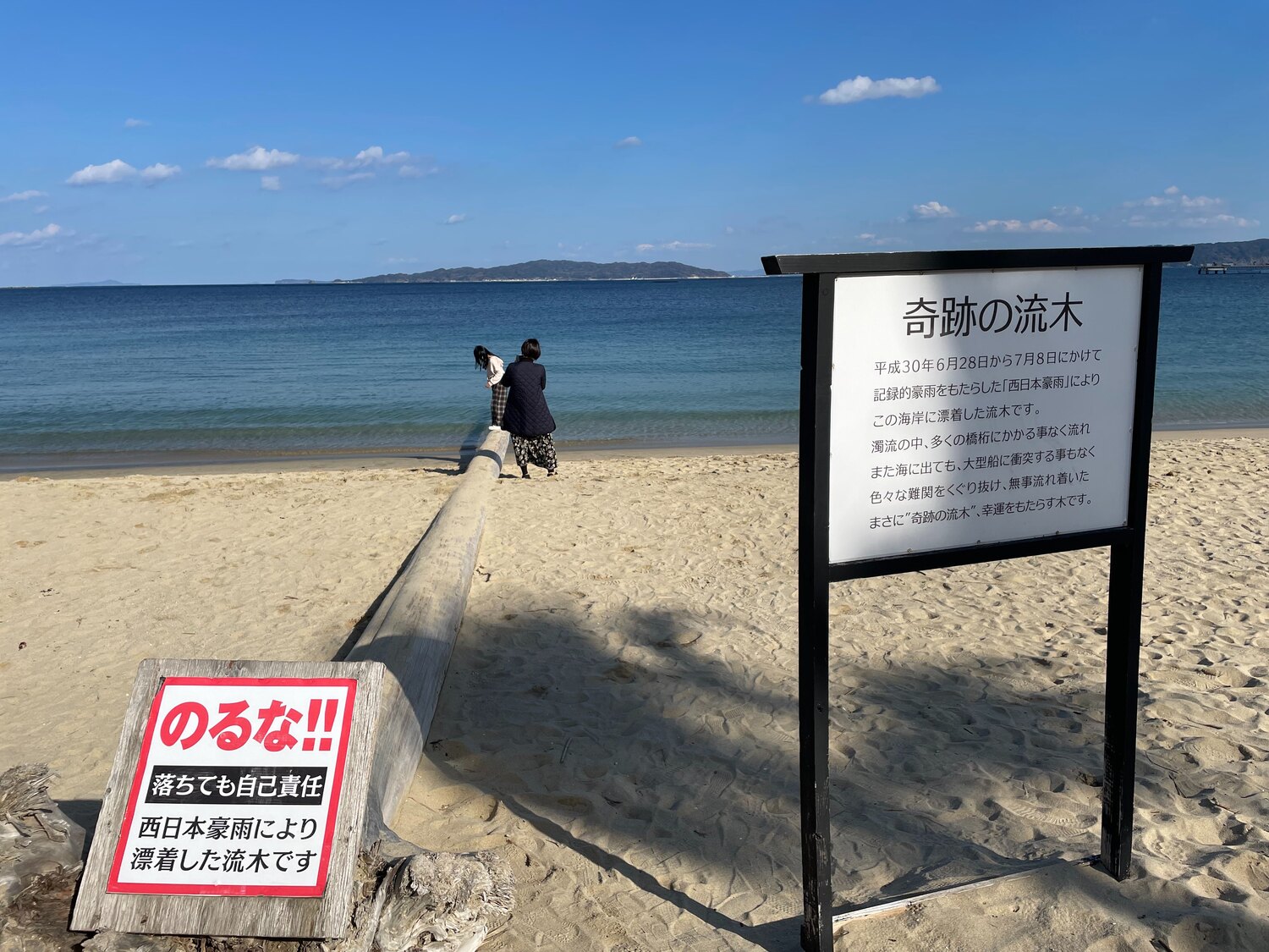 奇跡の流木 鮫モデル 流木 - その他