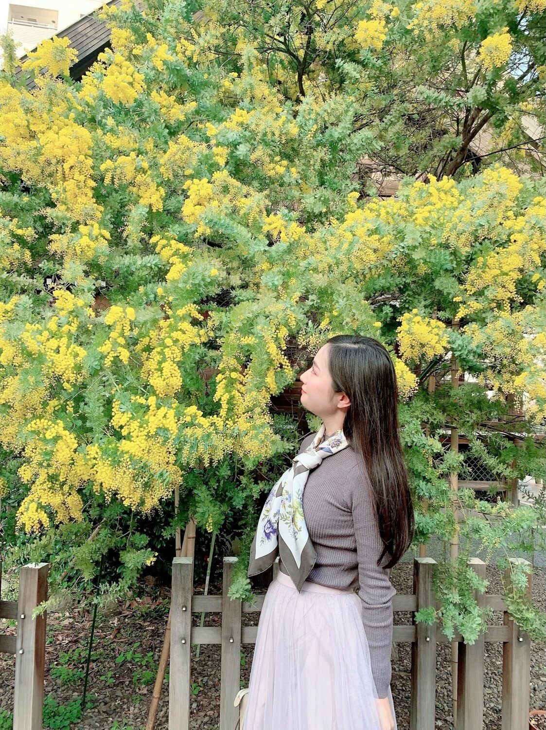蔵前神社のおすすめ写真 動画 この時期のお花といえば 鮮やかなイエローが可愛いミモザ 蔵前神社 By Mai S Stayway 写真 動画 評判