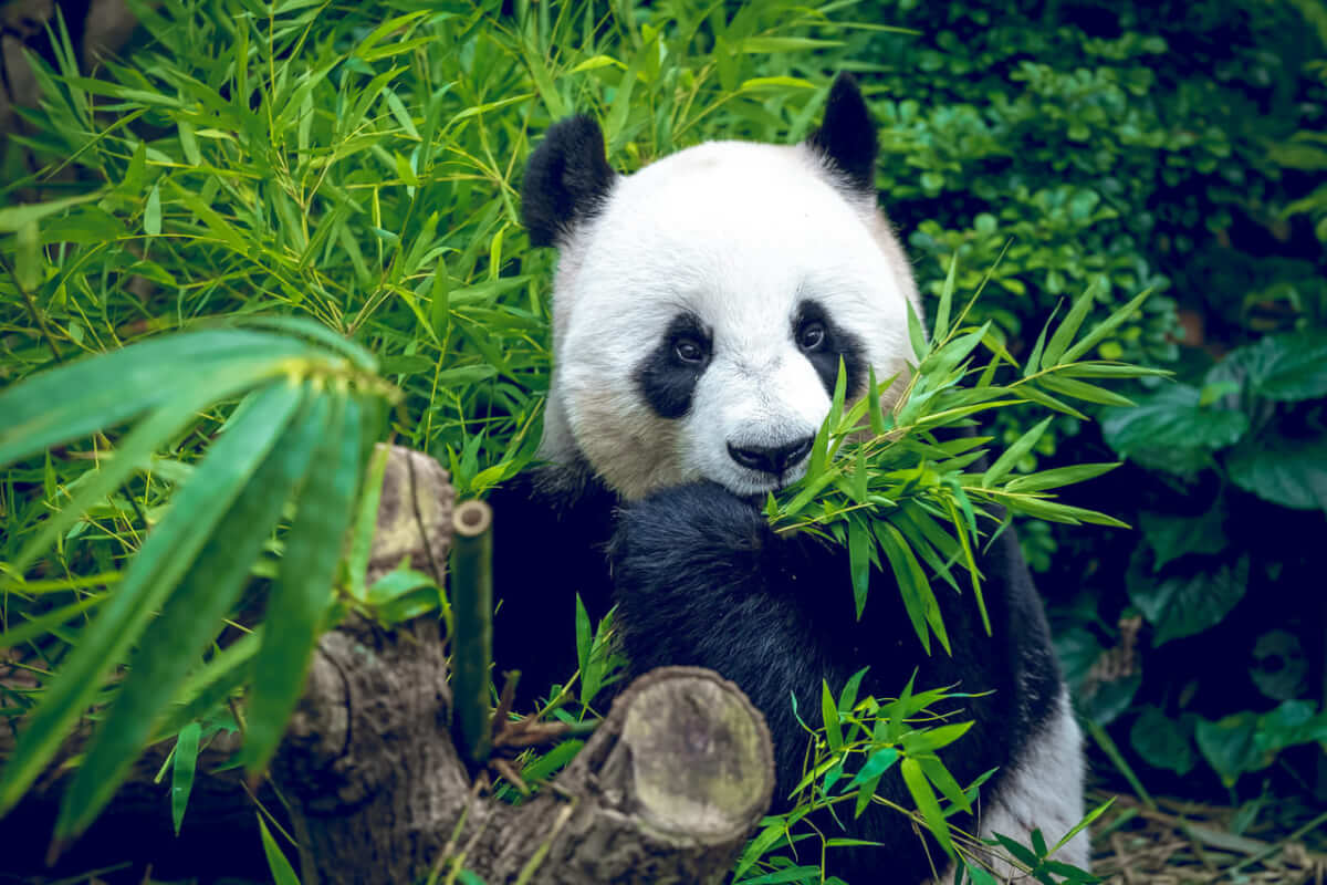 シンガポール旅行でおすすめ 家族で楽しめる シンガポール動物園 Stayway