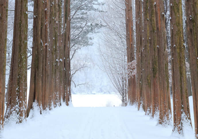 海外観光局に取材 第10弾 韓国 韓国の冬旅行を楽しもう Stayway