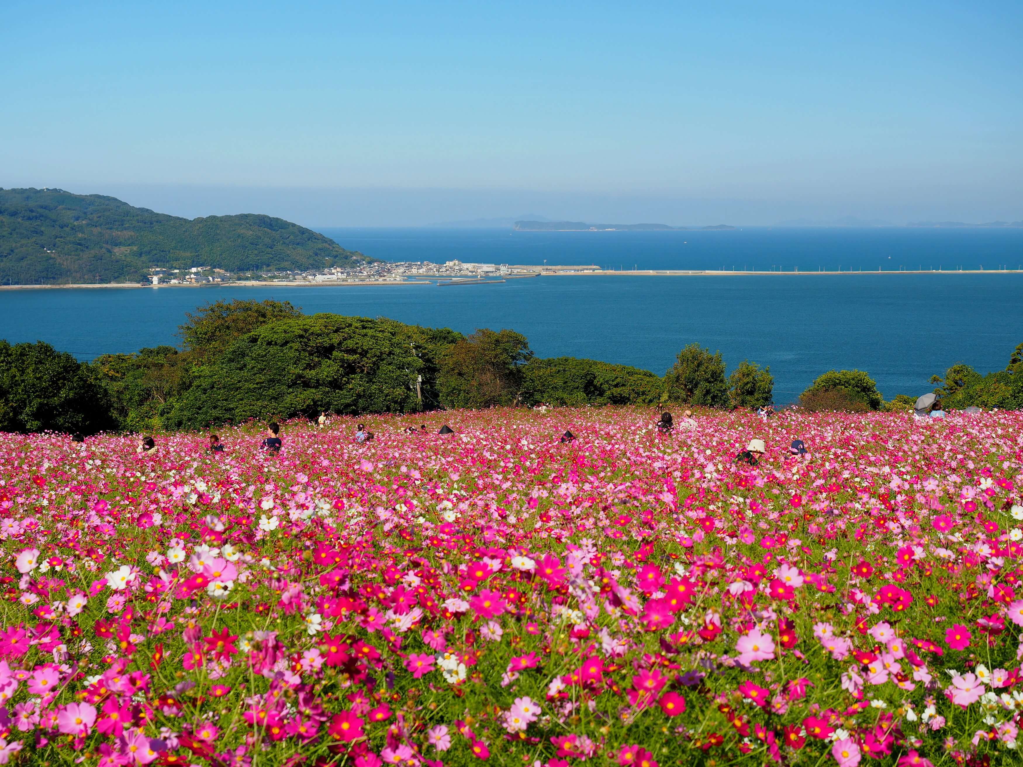 地元出身なら一度は行く 隠れ観光スポット 能古島 の魅力とは Stayway