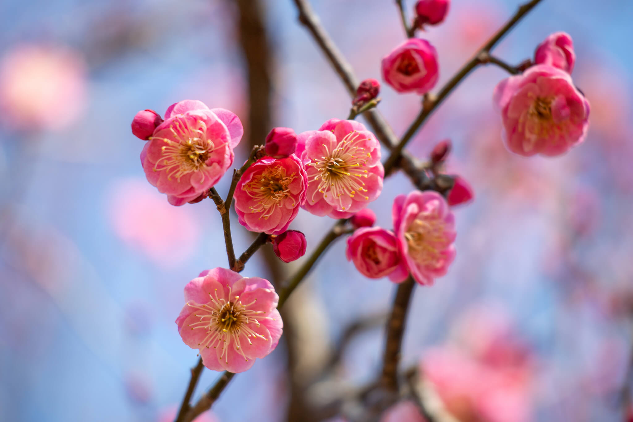 【京都人が教える】桜だけじゃない！京都の美しい梅の名所10選！｜Stayway