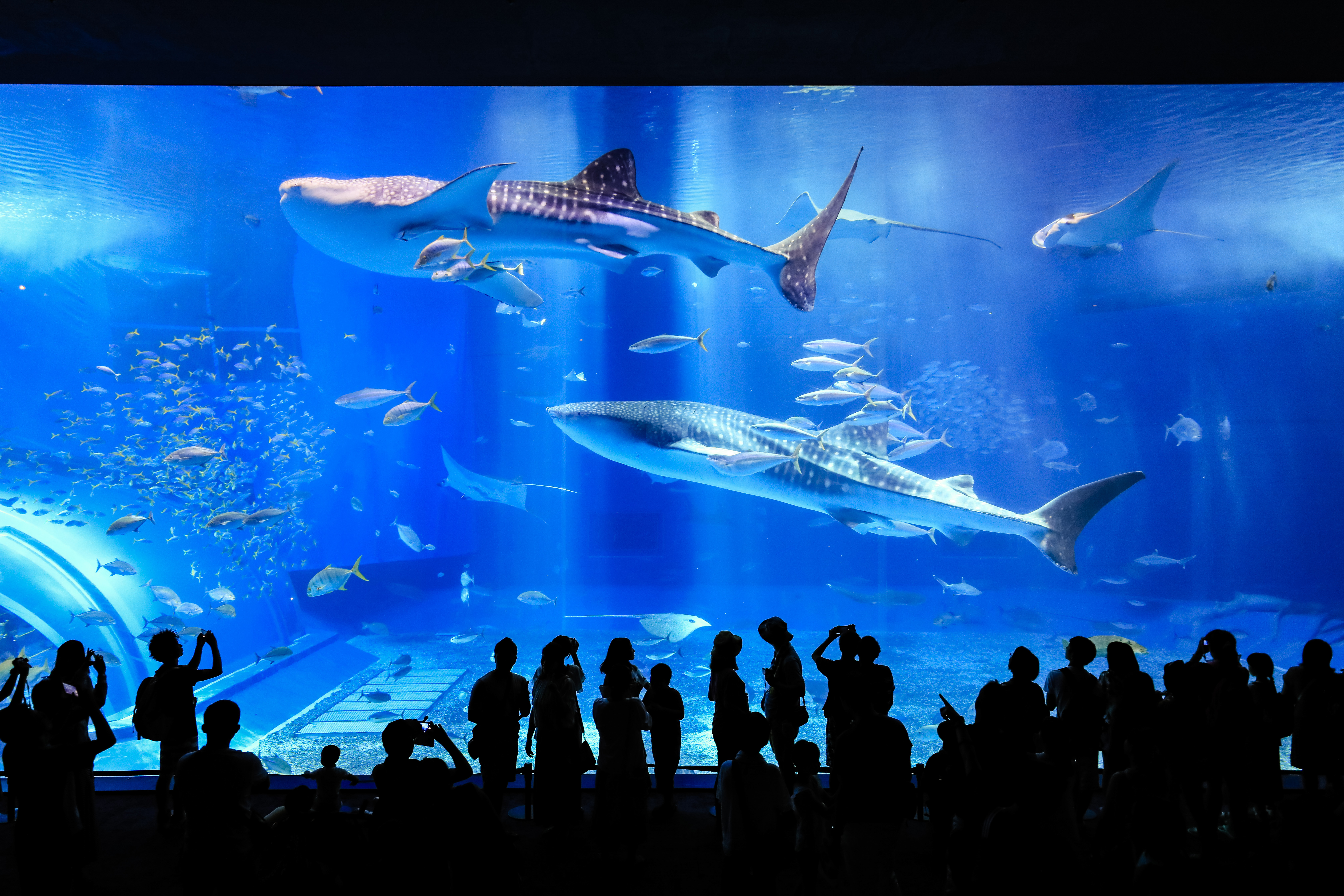 沖縄美ら海水族館周辺めぐり1泊2日コース カフェ 海 Girl Stayway