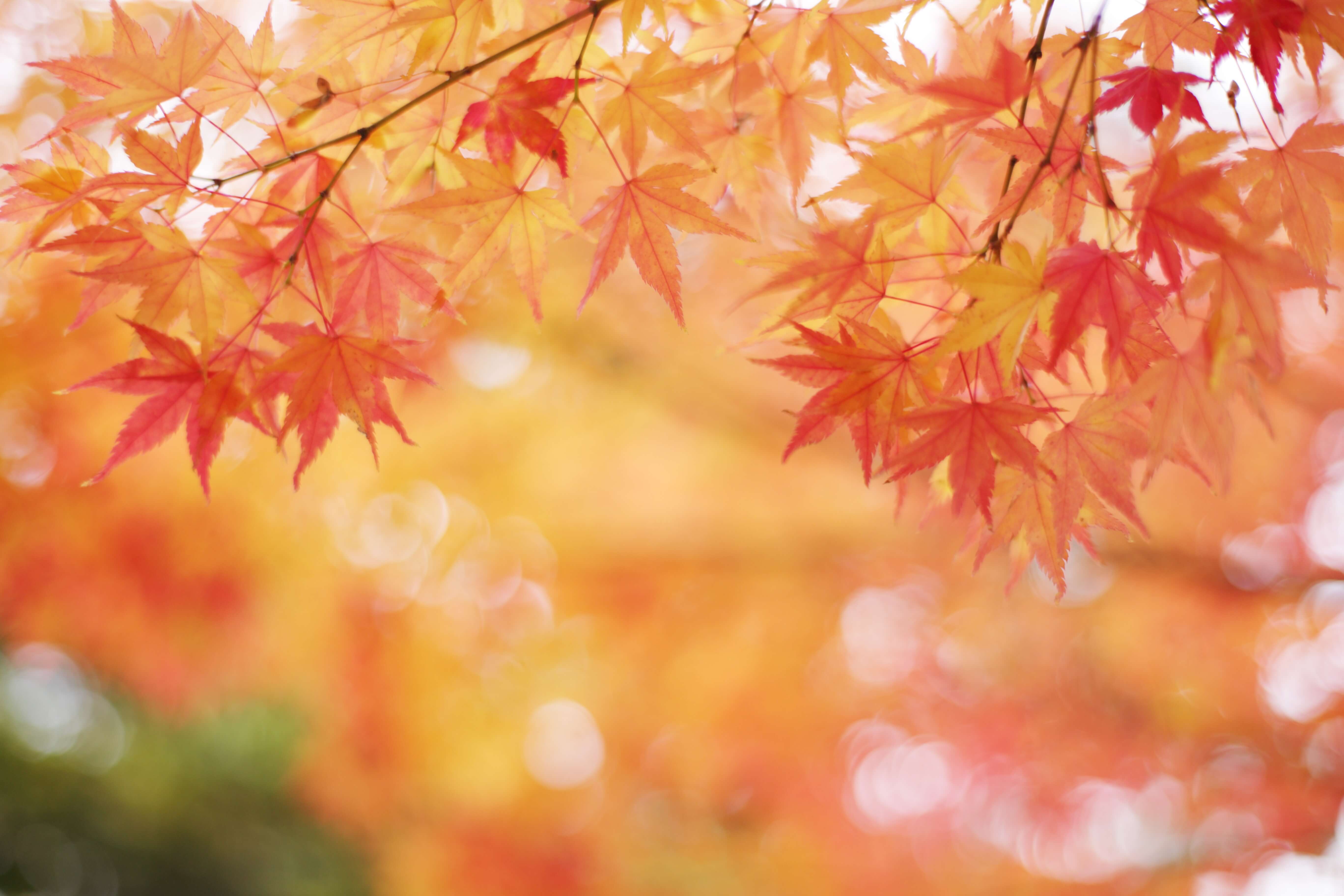 秋のイベント お祭り特集 15選 Stayway