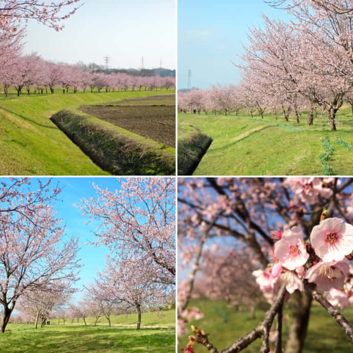 埼玉の春爛漫を満喫 人気の桜の名所 ゆっくり楽しむ穴場１２選 Stayway