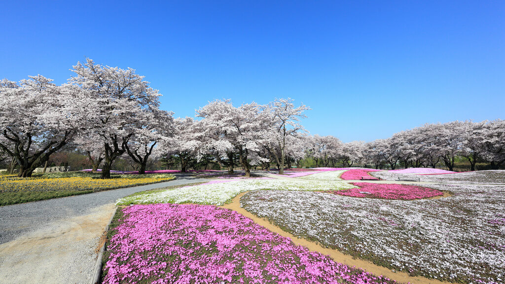 穴場 デートにもおすすめ 群馬の桜の名所12選 Stayway