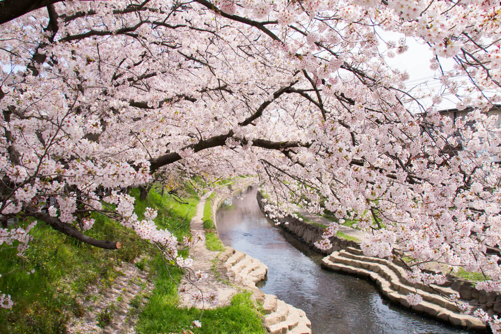 埼玉の春爛漫を満喫 人気の桜の名所 ゆっくり楽しむ穴場１２選 Stayway