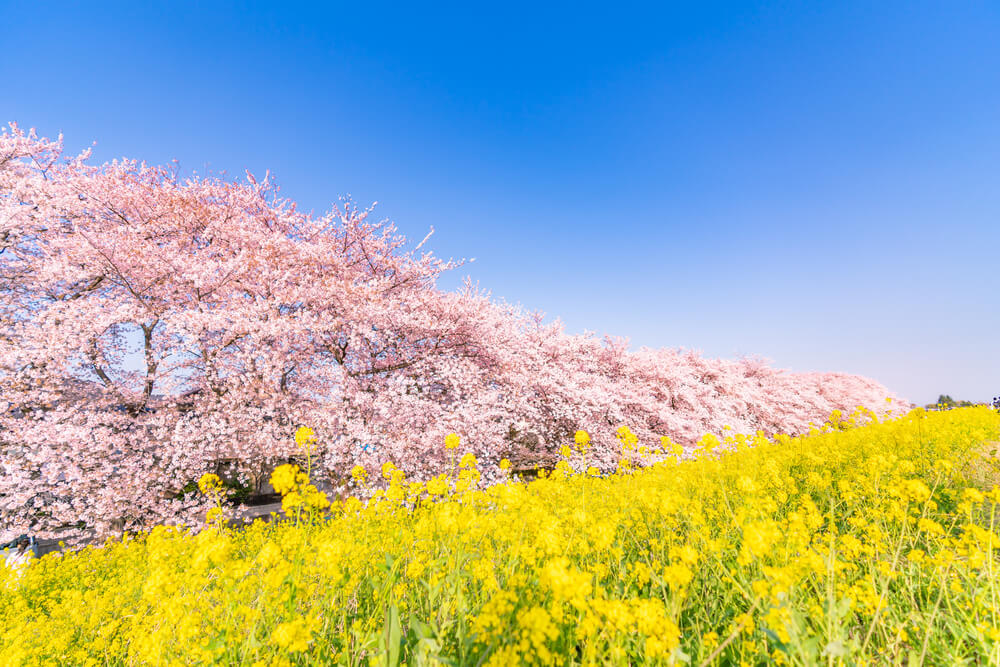 大阪でのお花見どこで見る 桜の名所と穴場選をご紹介 Stayway 大阪でのお花見どこで見る 桜の名所と穴場選をご紹介 Stayway
