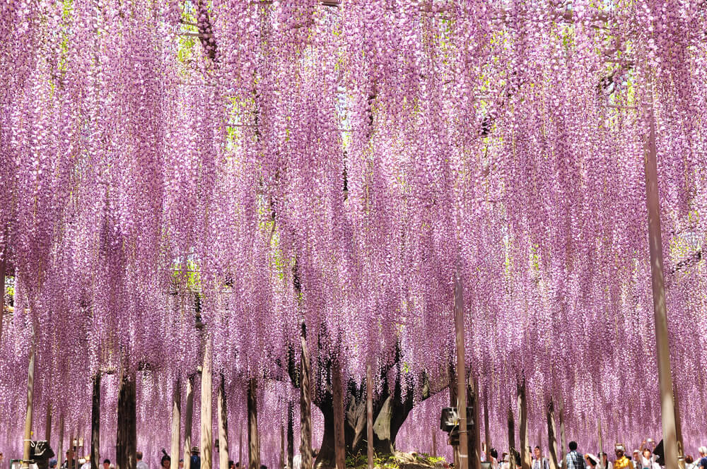 関東 絢爛豪華な藤の花を楽しめる人気の名所 穴場スポット１０選 Stayway