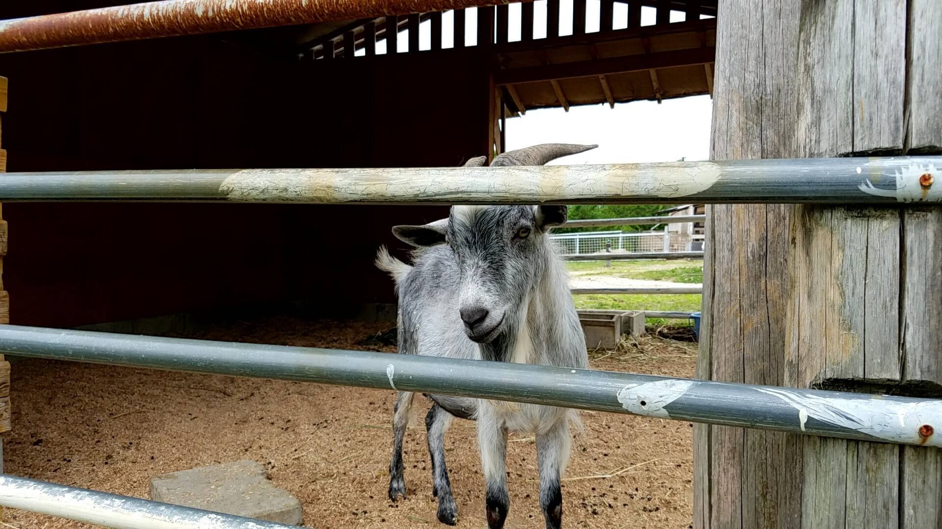 動物と自然に癒される 中津川市ふれあい牧場の魅力と楽しみ方 Stayway