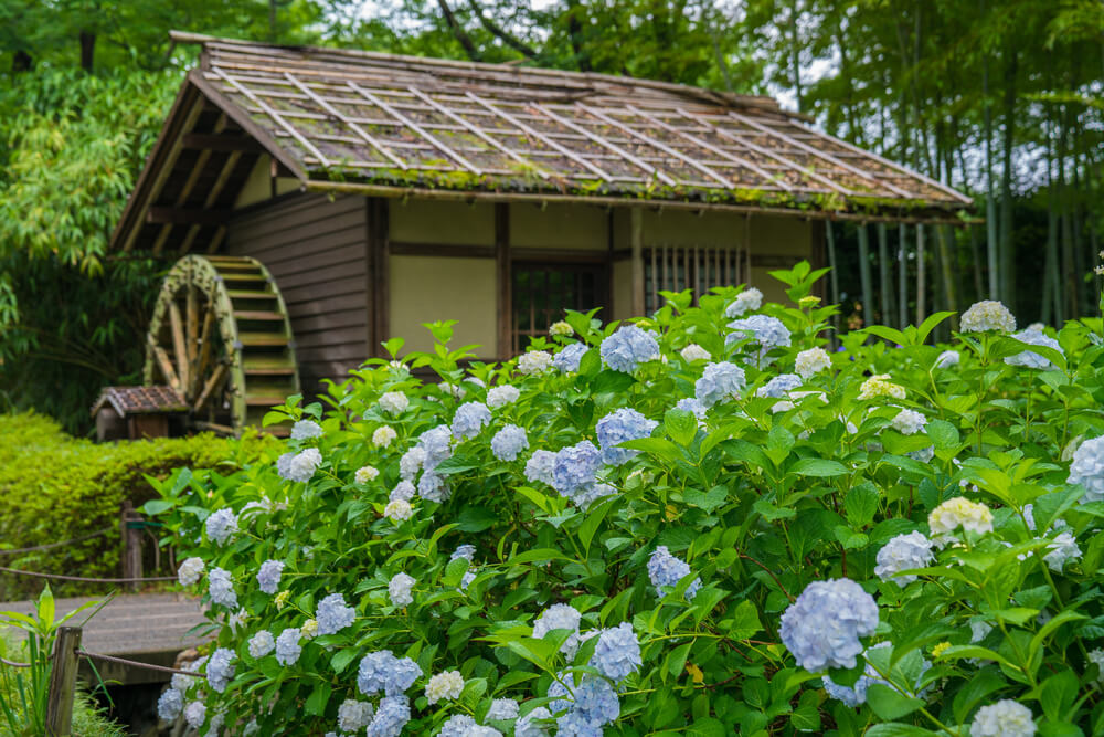 関東 夏 今見ごろのお花 6月 7月 8月におすすめのスポット及びイベント１5選 Stayway