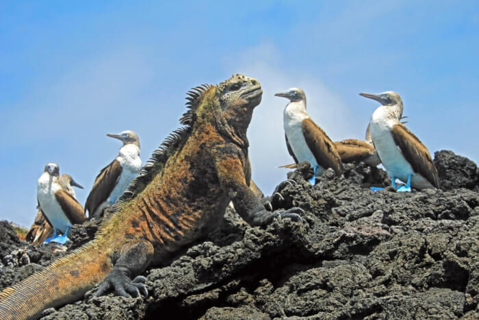 国立公園ガイドが必要無いガラパゴス諸島の3島の歩き方 Stayway