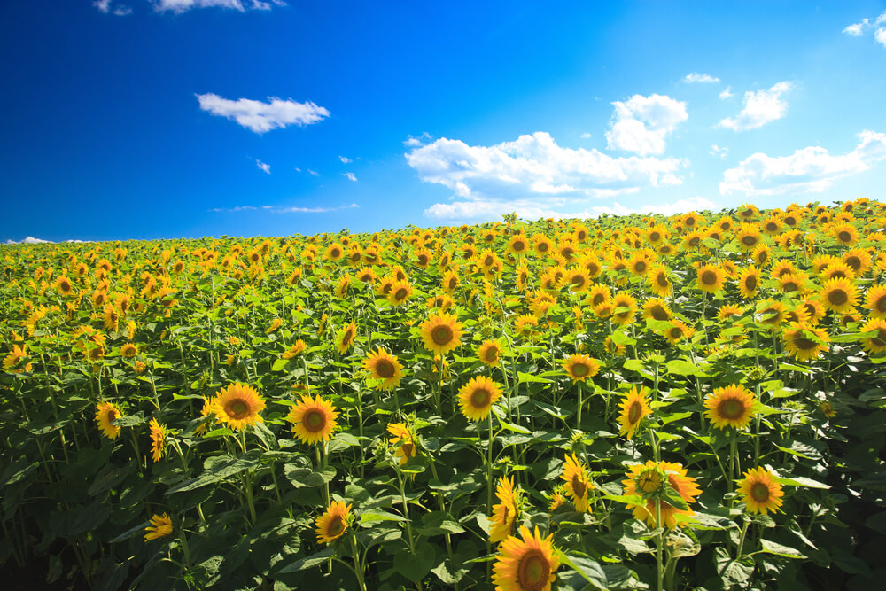 絶景 グルメ 夏に行きたい北海道のおすすめエリアbest10 Stayway