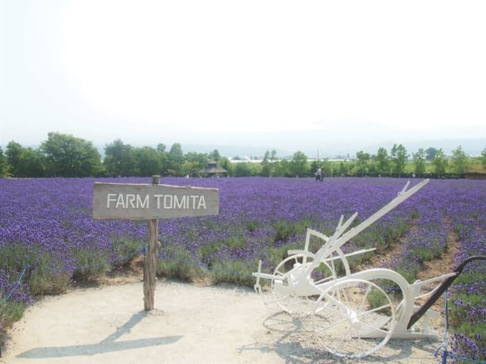 北海道 中富良野 ファーム富田へラベンダーを見に行こう Stayway