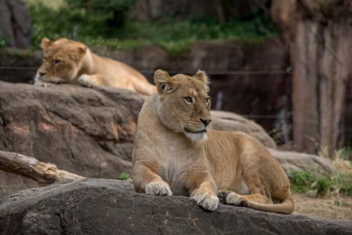 ファミリー必見 大阪 天王寺動物園のアクセス 料金等を解説 Stayway