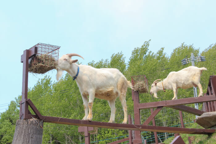 北海道 旭川市 旭山動物園を思い切り楽しめる10のこと Stayway