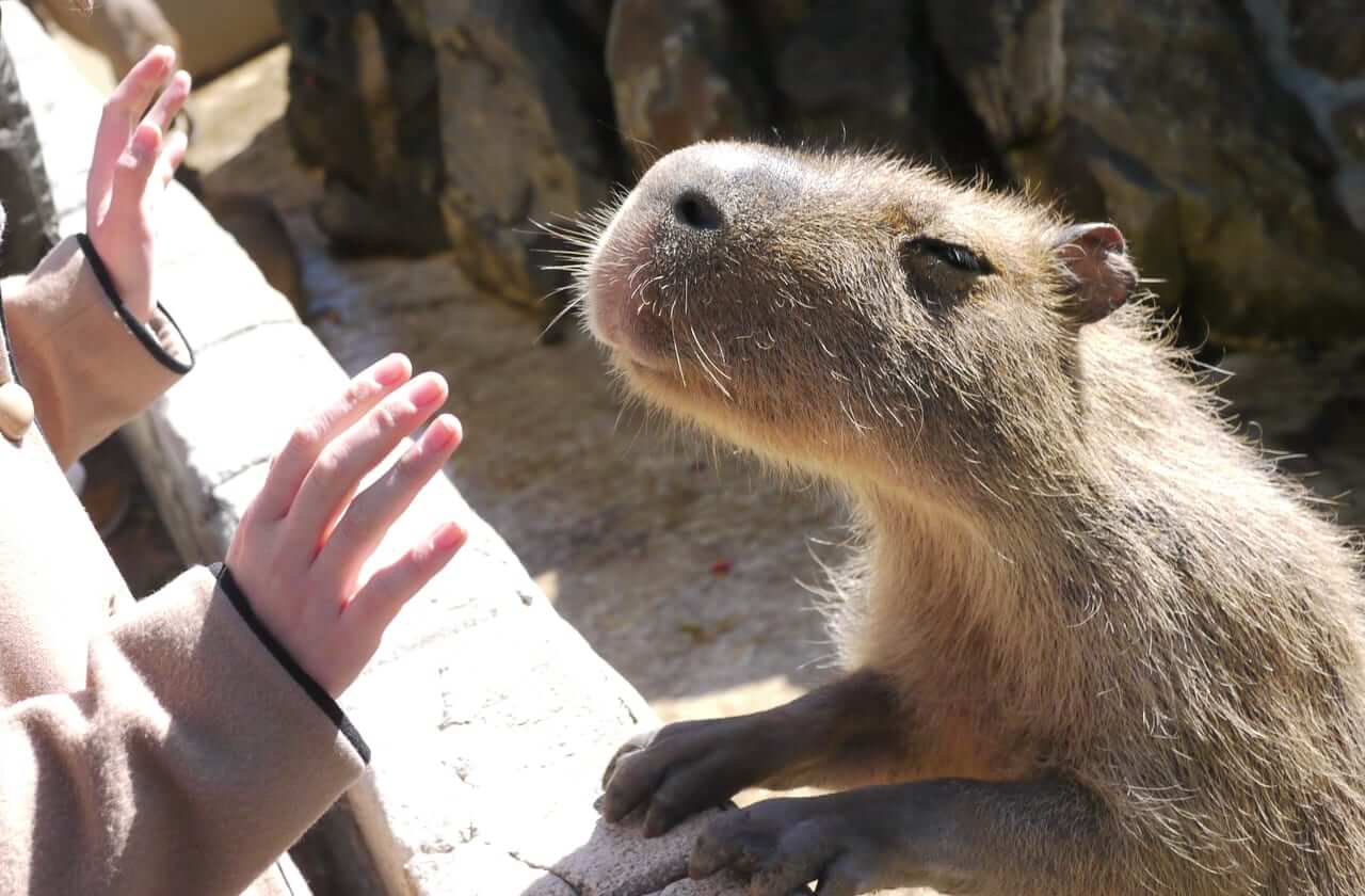 カピバラと触れ合える 伊豆シャボテン動物公園の魅力 割引情報も Stayway