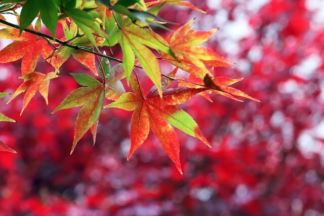 宮城 仙台の紅葉狩り 在住者おすすめのコースや見頃時期をご紹介 Stayway 宮城 仙台の紅葉狩り 在住者おすすめのコースや見頃時期をご紹介 Stayway