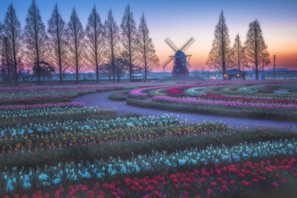 千葉 春 今見ごろのお花 3月 4月 5月におすすめのスポット及びイベント10選 Stayway