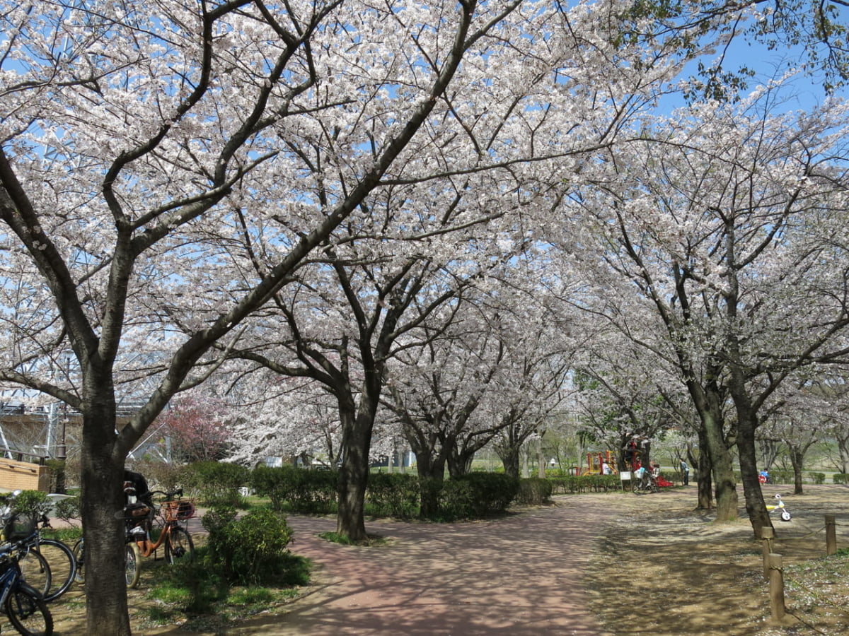 千葉 春 今見ごろのお花 3月 4月 5月におすすめのスポット及びイベント10選 Stayway