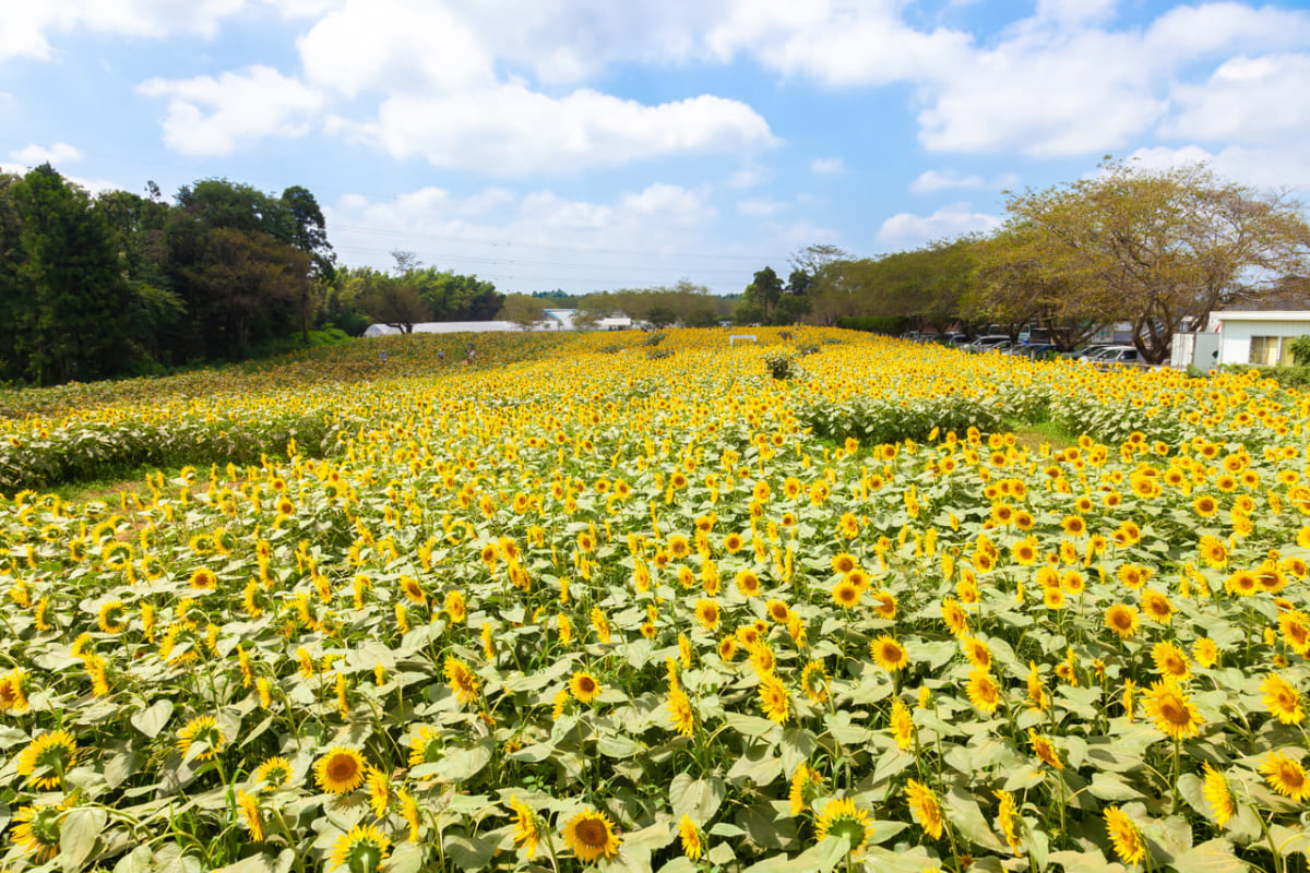 千葉 夏 今見ごろのお花 6月 7月 8月におすすめのスポット及びイベント10選 Stayway