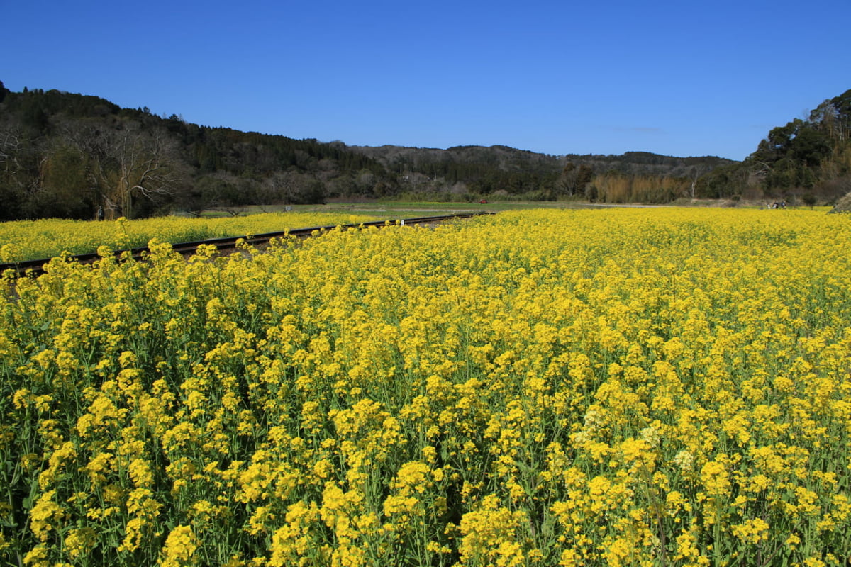 千葉 春 今見ごろのお花 3月 4月 5月におすすめのスポット及びイベント10選 Stayway