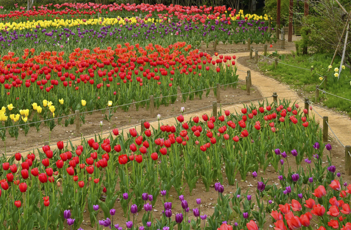 千葉 春 今見ごろのお花 3月 4月 5月におすすめのスポット及びイベント10選 Stayway