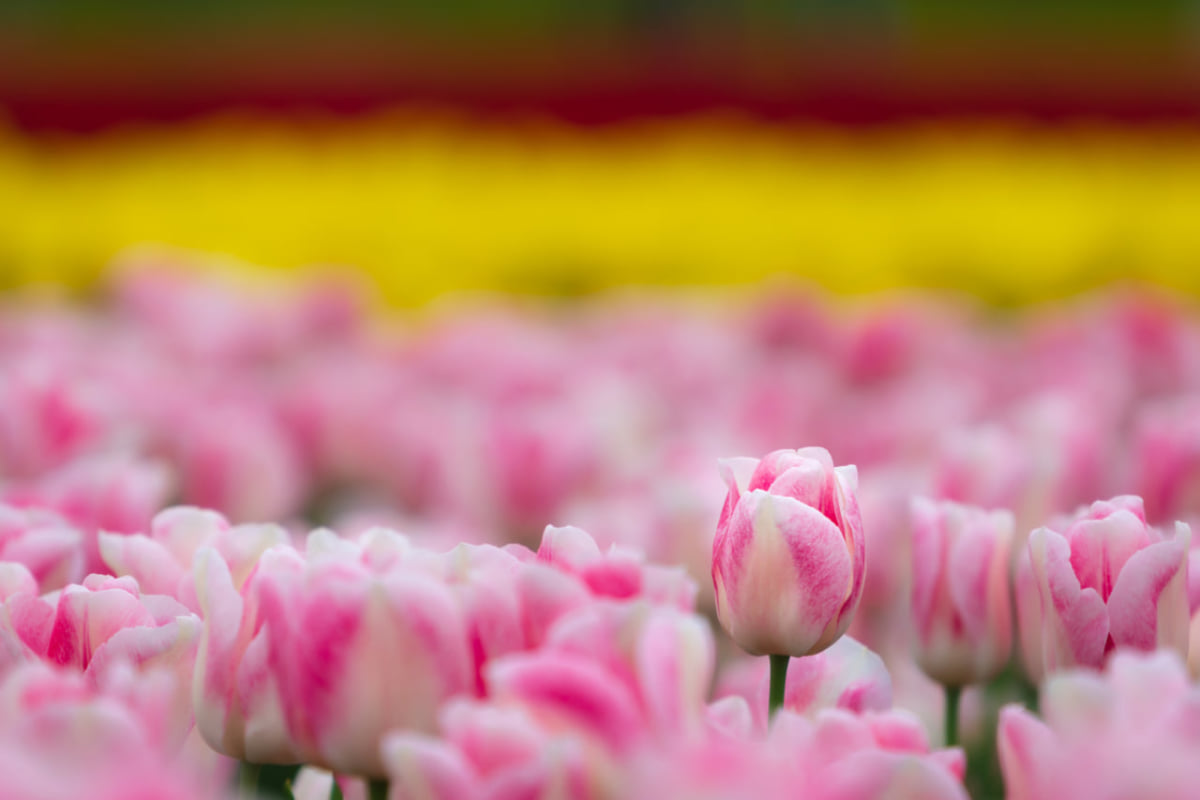 胎内市ってどんなとこ 胎内市のおすすめスポット 名産品8選 Stayway